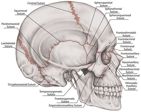 BOARD the Sutures of Skull, Lateral View Stock Illustration ...