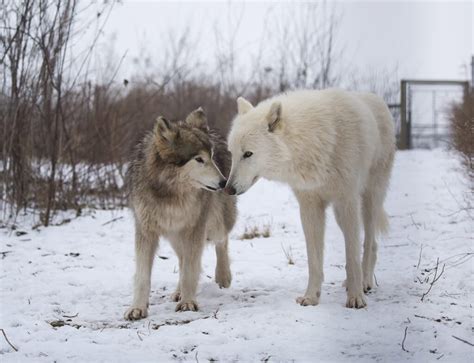 Renew Your Symbolic Wolf Adoption - Wolf Sanctuary of PA