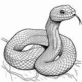Species Of Snake Coloring Pages sketch template