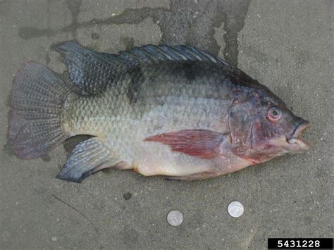 Nile tilapia (Oreochromis niloticus)