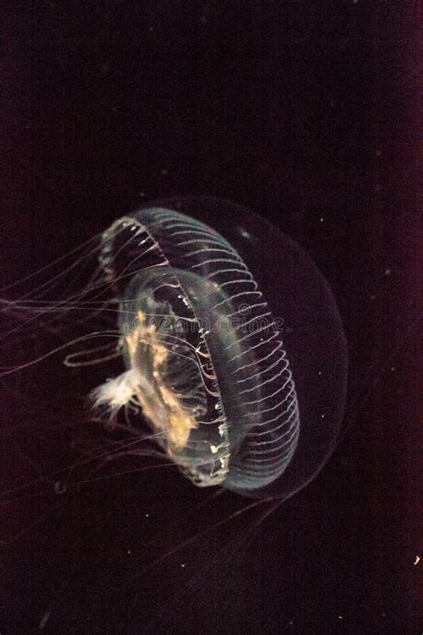 Crystal Jellyfish Aequorea Victoria is a Bioluminescent Hydrozoan ...