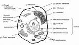 Cell Membrane Diagrams Coloring Pages sketch template