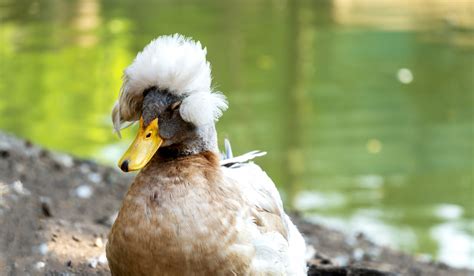 Crested Duck Breed Profile - Farmhouse Guide