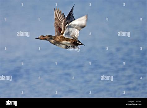 Male and Female Gadwall in Flight Over Water Stock Photo - Alamy