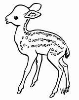 Little Fawn Coloring Page  Free Printable Coloring Pages For Kids sketch template