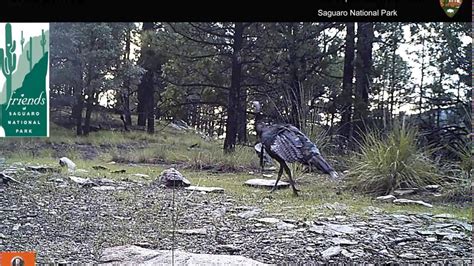 Saguaro National Park wildlife camera footage! Part 2 - YouTube