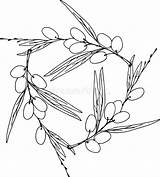 Olive Leaf Coloring Stock Illustrations – 174  sketch template