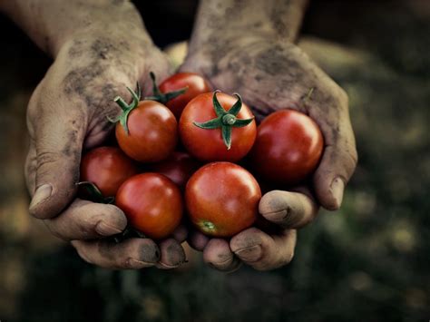 Picking Tomatoes - When Are Tomatoes Ready To Harvest | Gardening Know How