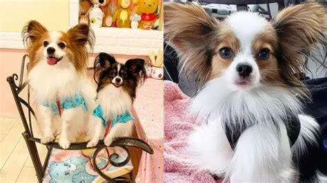 Papillon Dogs Facts - Top 10 Papillon Facts You Should Know