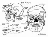 88  Human Skeleton Coloring Pages Fieltros Patiki sketch template