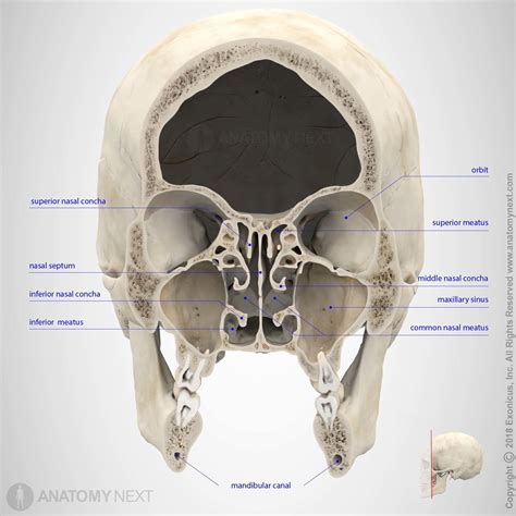 Maxillary sinus | Anatomie kunst, Anatomie, Biologie