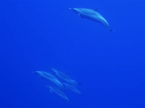 Pantropical Spotted Dolphins