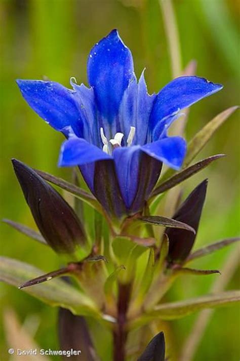 Bottle gentian Perennial wildflower seeds | Etsy