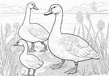 Geese — Coloring Pages Free & Printable sketch template