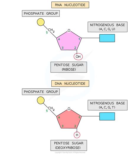 IB DP Biology: HL复习笔记2.5.1 DNA & RNA Structure-翰林国际教育