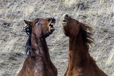 Wild Horses - Monte Stiles