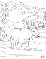 Moose coloring page  Free Printable Coloring Pages sketch template