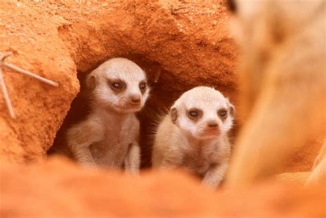 10 Meerkat facts you need to know - Africa Geographic