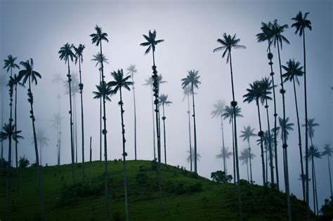 Colombia's wax palms grow high in the mountains of Cocora Valley. Read more about it here ...