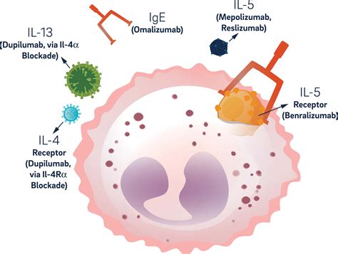 Eosinophiles Asthma