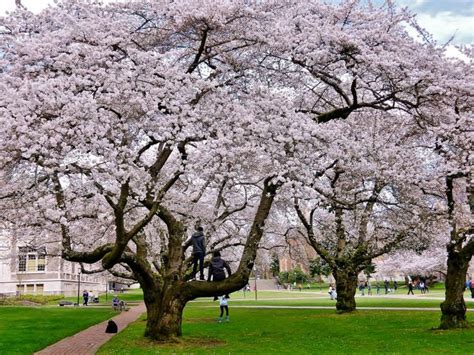 UW Cherry Blossoms | Spring 2014 (Photo by Robyn Pfeifer) | Cherry ...