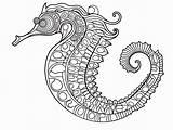 Seahorse Adventure Adult Coloring  Page sketch template
