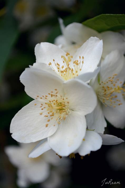 Mock Orange Blossoms by JuReam on DeviantArt