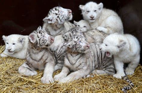 Cute lion and tiger cubs put aside rivalry during playtime at German safari park | Metro News