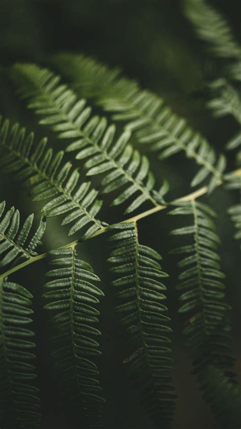 Small, blur, portrait, green leaves, 720x1280 wallpaper | Nature ...