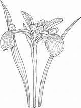 Iris Flower Coloring Page Download And Print  Home sketch template