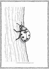 Ladybug Coloring Pages  Free Printable PDFs For Children 🐞 sketch template