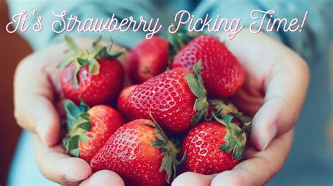 Strawberry Picking Season - KC Parent Magazine