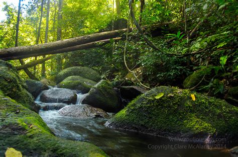 Waterfalls are breathtaking in Gunung Palung, part of Indonesia's oldest rain forest. West ...