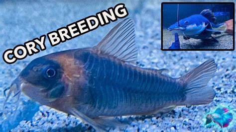 BREEDING CORYDORAS *RTC / Fish Room Update* - YouTube