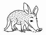 Printable Aardvark Coloring Page sketch template