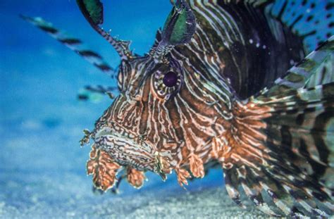 lionfish-great-barrier-reef - Cairns Cruise