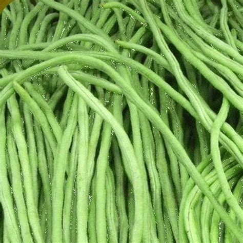 Everwilde Farms - 1/4 Lb Organic Green Yard Long Bean Seeds - Gold Vault Bulk Seed Packet ...