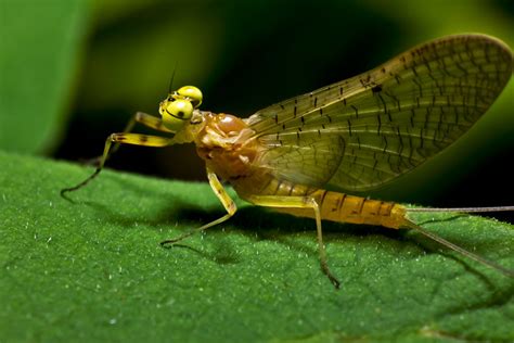 Mayfly (species unknown) | Flickr - Photo Sharing!