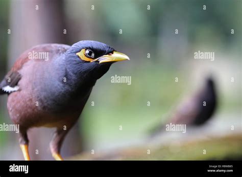 Bangladeshi common bird hi-res stock photography and images - Alamy