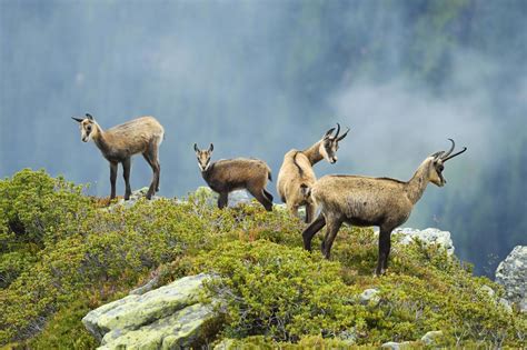 Chamois goat-antelope (Rupicapra rupicapra) – The Wolf Intelligencer