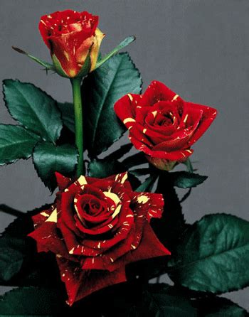 viragok_nyilo_rozsak_mozgo Rose Flower Wallpaper, Flowers Gif, Beautiful Rose Flowers, Beautiful ...
