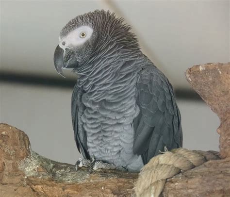 Timneh grey parrot (Psittacus timneh), 2019-04-06 - ZooChat