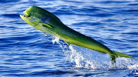 Mahi-Mahi Fish: Habitat, Diet, Life Cycle, and Facts - FishOnTips