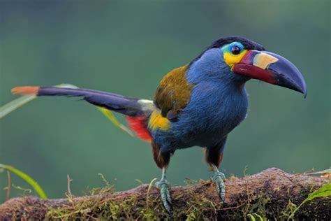 Mountain-Toucan boasts a captivating appearance, adorned with a spectrum of vibrant colors. Its ...