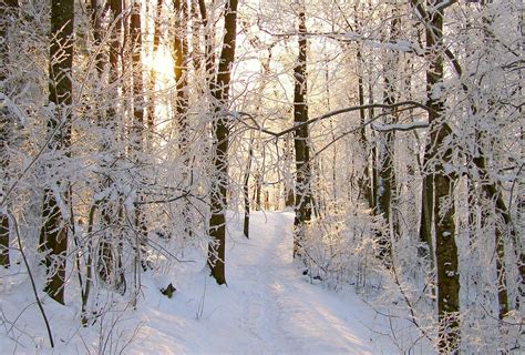 Snowy Forest by Lhox on DeviantArt