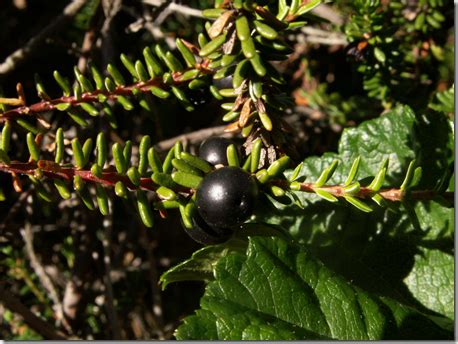 Crowberry - Edible Wild Plant - How To Find, Identify, Prepare, And ...