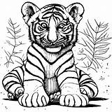 Realistic Baby Tiger Coloring Page · Creative Fabrica sketch template
