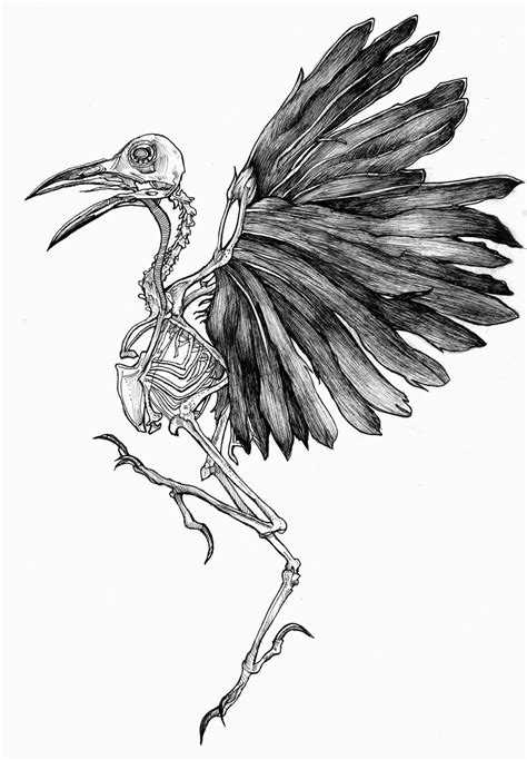 Bird skeleton by ahsr on DeviantArt