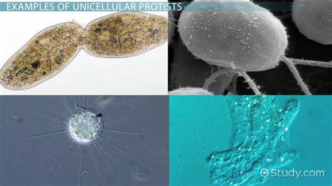 Examples of Unicellular Protists - Video & Lesson Transcript | Study.com