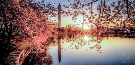 Cherry Blossom Sunrise. Photograph by John Jack